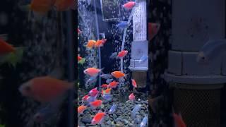 Menyatukan Ikan Glofish di aquarium