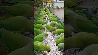 How to attract Parrots  Suzume #shorts #viralvideo #suzume