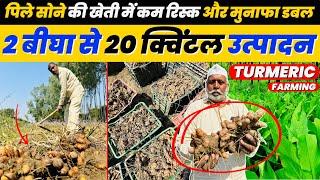 पिले सोने की खेती🫚 कब और कैसे की जाती हैTurmeric Farming Profit Per Bigha Turmeric Cultivation