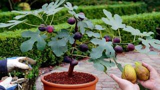 How To Grow fertilize and Harvesting Figs Tree in a Pot  Easy Ways To Grow Fig - Gardening tips