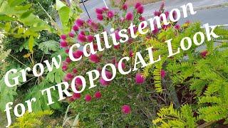 Must have evergreen Tropical Flowering Shrub Bottlebrush How to Grow and Care for Callistemon