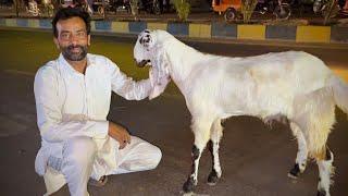 Qurbani Ke Liye Bakra Aa Gaya  ALHAMDULILLAH