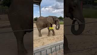Bull Elephant Vs Tractor tyre @noahsarkzoofarm #africanelephant #elephant #zoo #animal #shorts