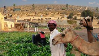 Saudi Arabia Village LifeStyle Inside The Rural Area  The Real Beautiful Unseen Saudi Village