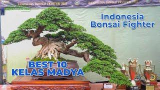 BEST TEN KELAS MADYA PAMNAS BONSAI JEPARA 2022 INDONESIA BONSAI FIGHTER