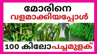 മോരിനെ വളമാക്കിയപ്പോൾ 100 കിലോ പച്ചമുളക് । CHILLI FARMING TIPS