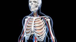 EVS  - 3D animation - कंकाल-तन्त्र - संक्षेप में  Human Skeletal System Overview  Junior - Hindi