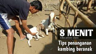 Penanganan PERTAMA kambing beranak  #kambing #breeding