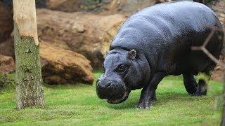 Pygmy hippos explore their new home