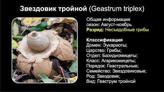 Звездовик тройной Geastrum triplex