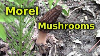 How To Find Morel Mushrooms