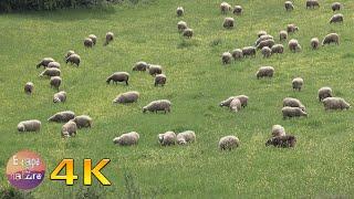 4K Sheep grazing in a field - Domestic animals from Greek fauna