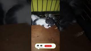 ANAK KUCING MELAMUN NUNGGU IBU NYA