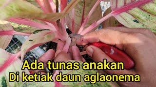 Buang saja tunas anakan yang muncul di ketiak daun atas aglaonema#aglaonema #aglonema #semiaglao