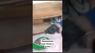 Ular Besar maupun Kecil Damkar Siap Mengevakuasi #damkar #evakuasi #edukasi #viral #relawan