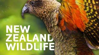 New Zealands Spectacular Wildlife And Nature  Art Wolfes Travels To The Edge  All Out Wildlife