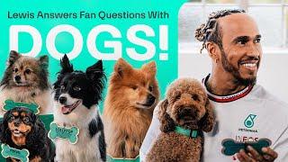 Cute Dogs Help Lewis Answer Fan Questions