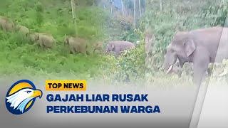 Kawanan Gajah Liar Obrak Abrik Perkebunan Warga di Aceh Utara