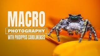 Macro Photography with a Phidippus Carolinensis  12 image stacking