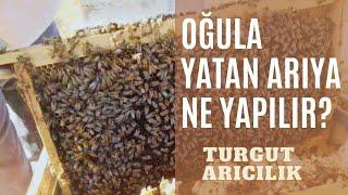 Arı oğuldan nasıl vazgeçeroğula yatan arıya ne yapılır #beekeeper #arıcılık