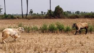 Nellore Jodipi Pottelu fighting #sheep #nellore #farming #trending #viral #fighting