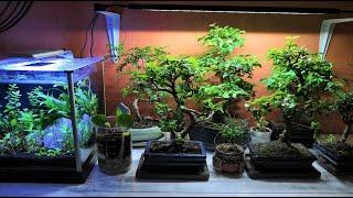 INDOOR BONSAI SETUP - How I care for my indoor bonsai trees