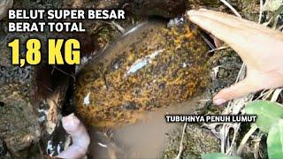 Mancing belut purba  Saking tuanya Ada yang sampai Penuh lumut