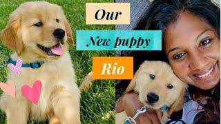 We got a puppy  golden retriever puppy  puppy essentials  USA tamil vlog #mommycube #newpuppy