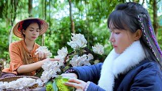 Help Liziqi harvest wild mushrooms growing on dry tree trunks in the forest cook a happy dinner.