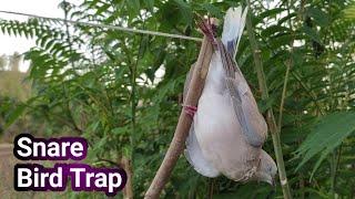 How To Make Creative Easy Bird Trap  From Sticks That Works 100% Perch Snare TrapDIY Bird Trap