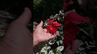 Hibiscus rosa-sinensis cooperi variegata - rosa china - obelisco - cayena