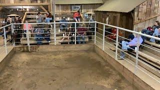 Horse SALE LIVE BIDDING MARCH 112023