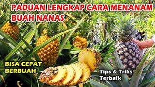 Panduan Lengkap Menanam Pohon Buah Nanas di Halaman Rumah - Tips dan Trik Terbaik Grow Pineapple