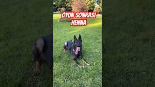 oyun sonrası Henna #germanshepherd #gsd #almankurdu #köpek #köpekeğitimi #dog #dogtraining