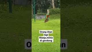 Tingkah lucu orang utan yang lagi minta di gendong #kebunbinatang #orangutan #shorts