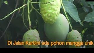 ANEH POHON MANGA BERBUAH MENGKUDU