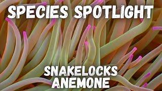 Species Spotlight - Snakelocks Anemone