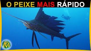 O Peixe MAIS RÁPIDO dos MARES - AGULHÃO VELA Istiophorus platypterus