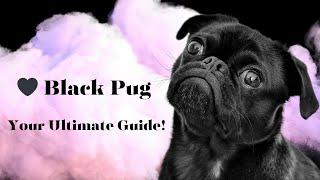  Unveiling the Charms of Black Pugs A Video Guide to This Rare Breed ️ #Pugs #Dogs #Puppies