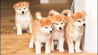 Cute Puppies Doing Funny Things 2022 #3 Cutest Dogs