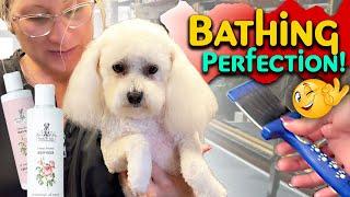 Learn the Proper way to Bathe a Dog