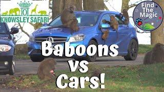 Baboons on Cars  Baboons at Knowsley Safari Park Drive Safari