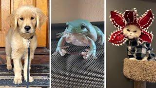 Best Funniest Animals Video of 2022  Cute Cats & Funny Dogs  Videos