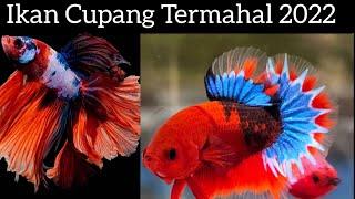 IKAN CUPANG TERMAHAL DI TAHUN 2022