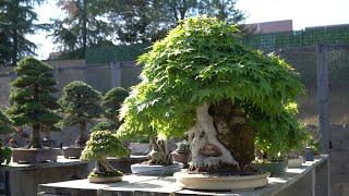 Peter Teas Bonsai garden