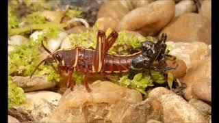 The Lubber Grasshopper in 60 seconds