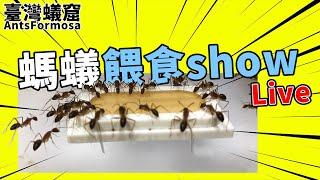 螞蟻餵食秀Live｜液態飼料餵食｜【臺灣蟻窟】