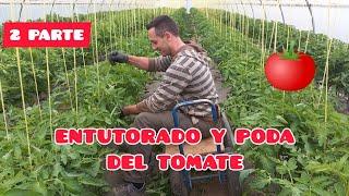 COMO ENTUTORAR Y PODAR LOS TOMATES  2° PARTE GUIADO Y PODA  Verdura Vital  ECOLÓGICO