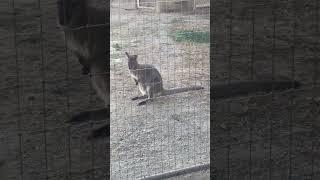 Wallaby 