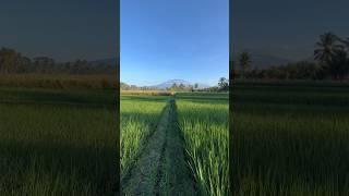 banyuwangi sunrise van java #travel #cinematic #video #nature #morning #rice #shotoniphone